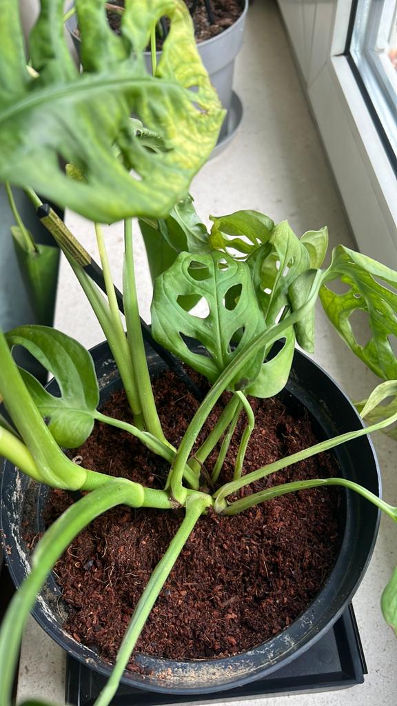 PROMO Monstera singe pleine de potentiel, Enlèvement