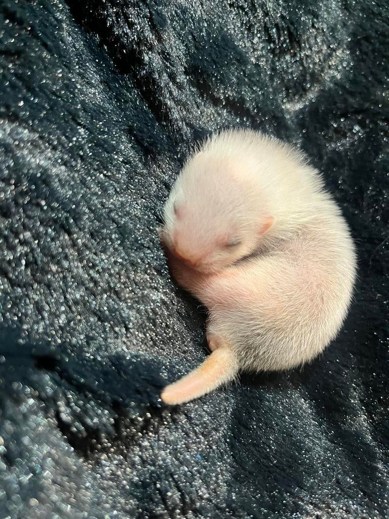 Te koop baby angoras fretjes, Dieren en Toebehoren, December, Meerdere dieren