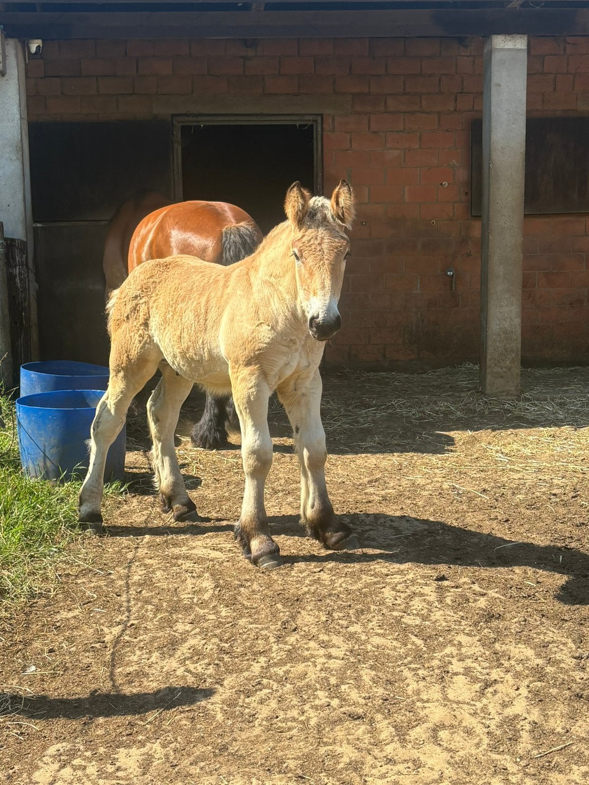 Bruin Veulen, Dieren en Toebehoren, Hengst