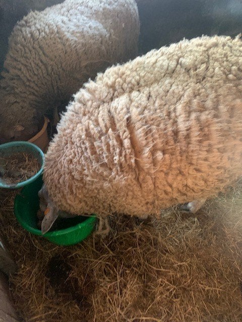 schaap bok, Mâle, Mouton, 0 à 2 ans