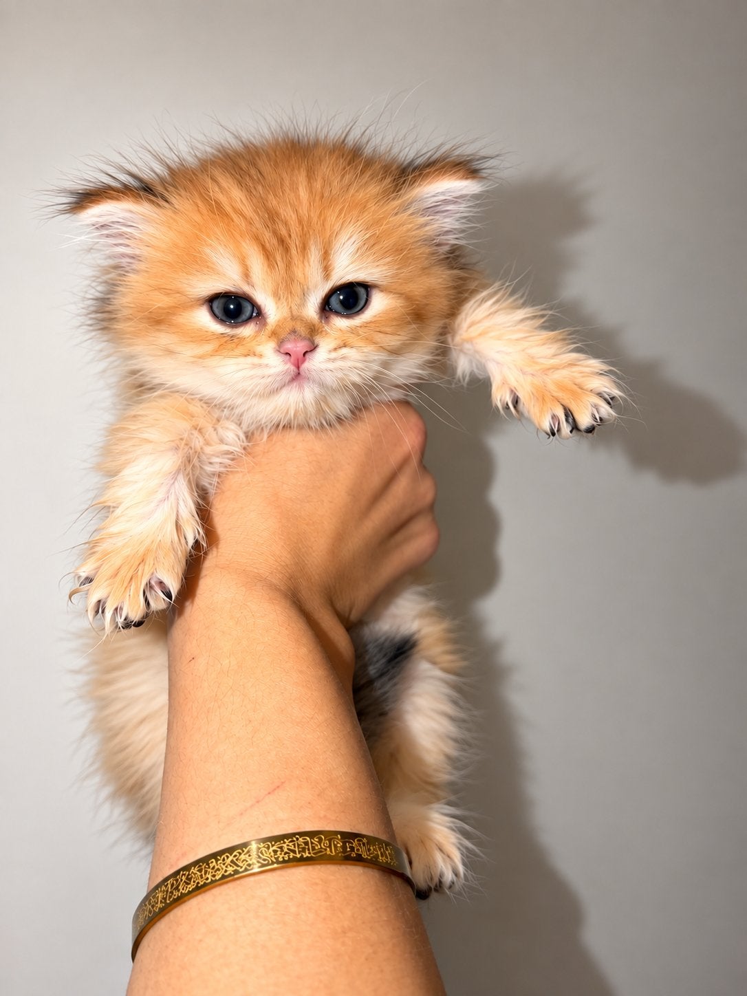 Britse langhaar kitten, Dieren en Toebehoren, Meerdere dieren, Gechipt, 0 tot 2 jaar