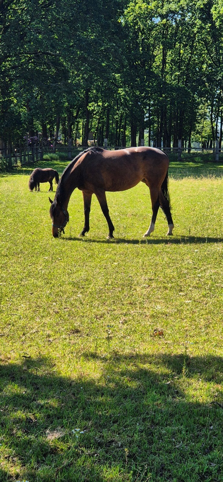 Knappe 7-jarige merrie, Merrie, Met stamboom, 7 tot 10 jaar, Onbeleerd