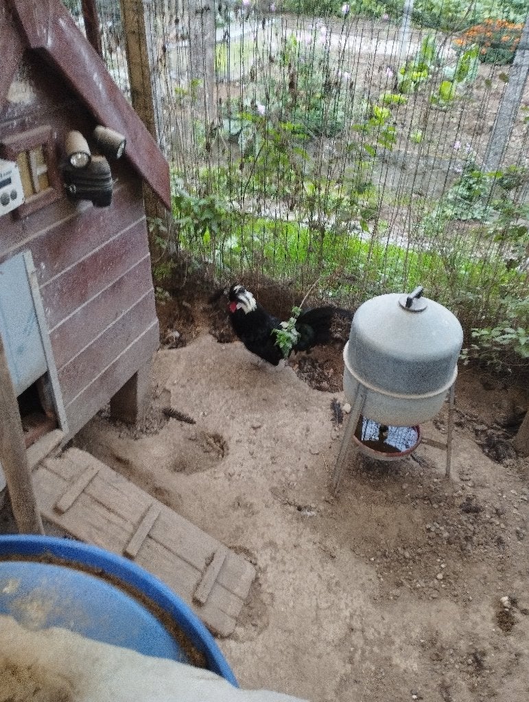 Hollandse kuifhoen haan, Mâle, Poule ou poulet