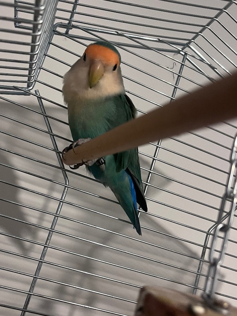 Dwergpapegaai, Dieren en Toebehoren, Mannelijk, Dwergpapegaai of Agapornis, Geringd