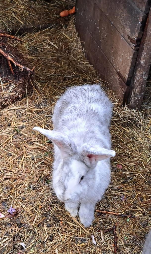 Duitse reus magpi voedster, Dieren en Toebehoren