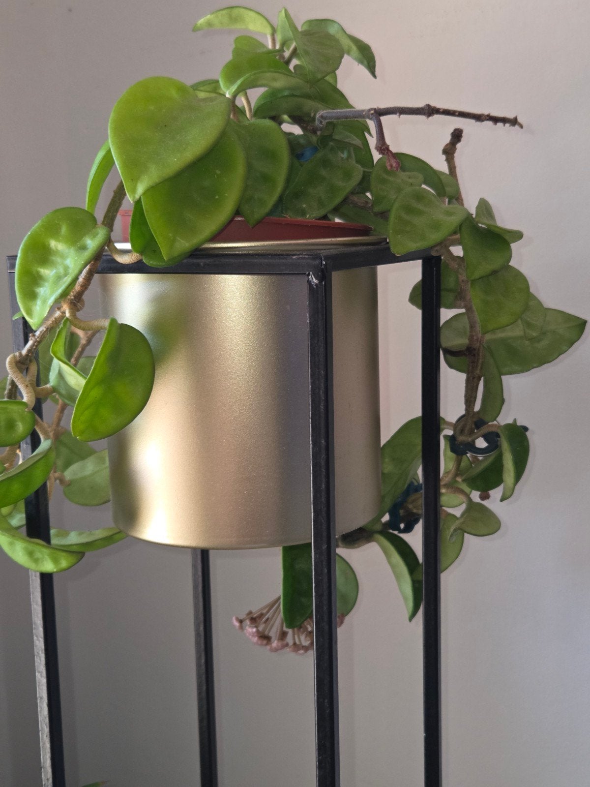 Hoya Crinkle 8, Maison & Meubles, Plantes d'intérieur, Envoi