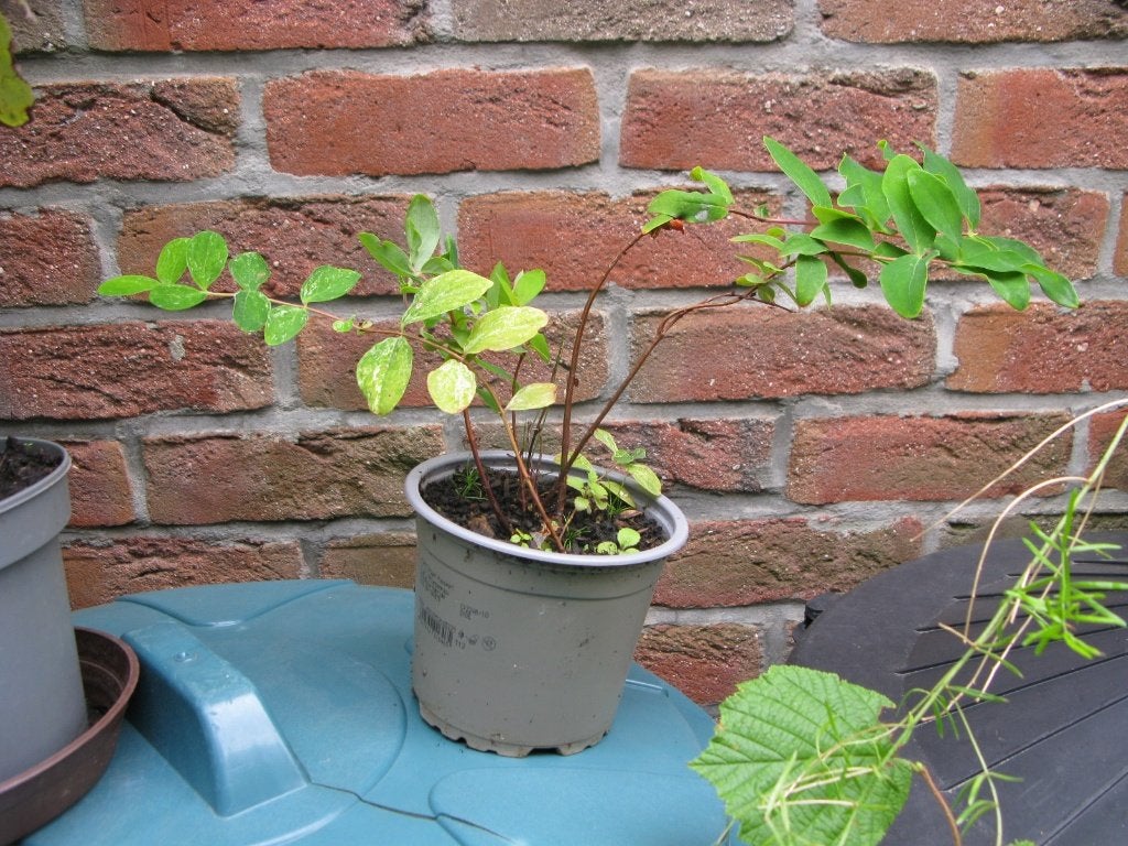 Millepertuis, Jardin & Terrasse, Plantes | Arbustes & Haies, Enlèvement, Autres espèces, Arbuste, Moins de 100 cm