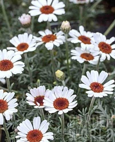 Rhodanthemum Casablanca, Ophalen