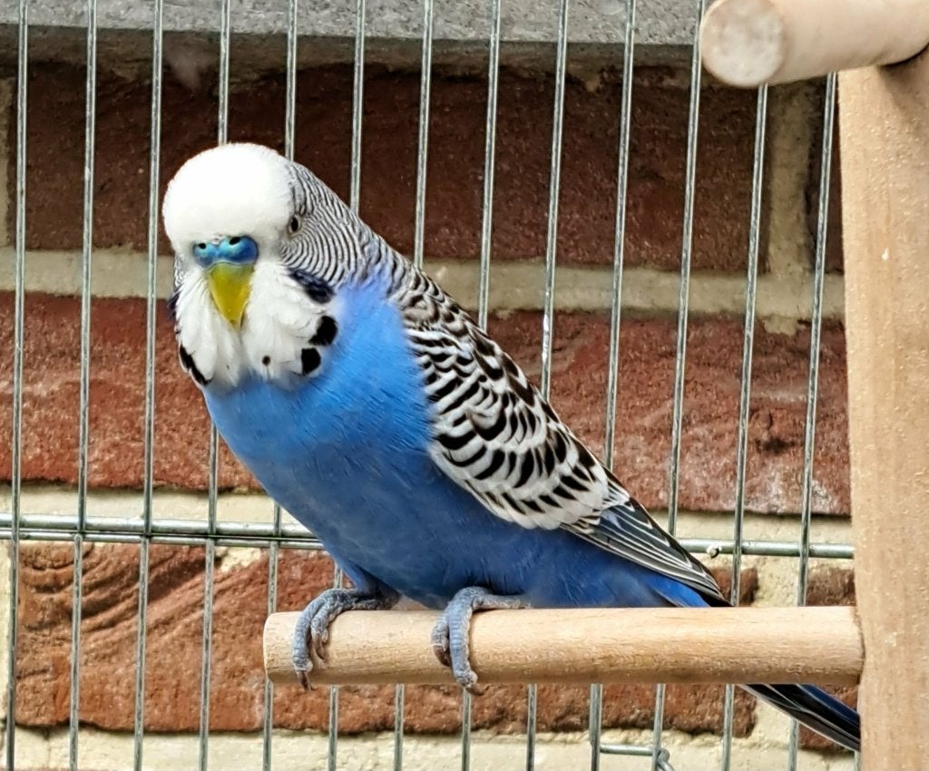 Grasparkiet, Dieren en Toebehoren, Mannelijk, Parkiet, Geringd