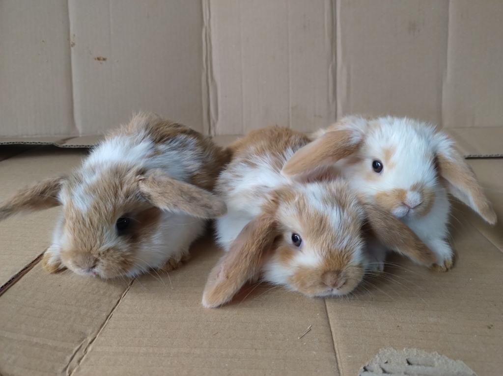 Dwerghangoor x minilop, voedstertjes, Vrouwelijk, Hangoor, 0 tot 2 jaar