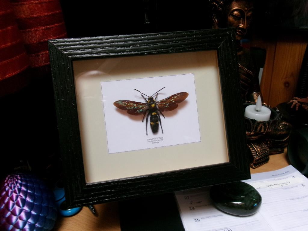 Omlijste gigantische Sumatraanse wesp (Megascolia procer), Ophalen of Verzenden, Nieuw, Insect, Overige typen