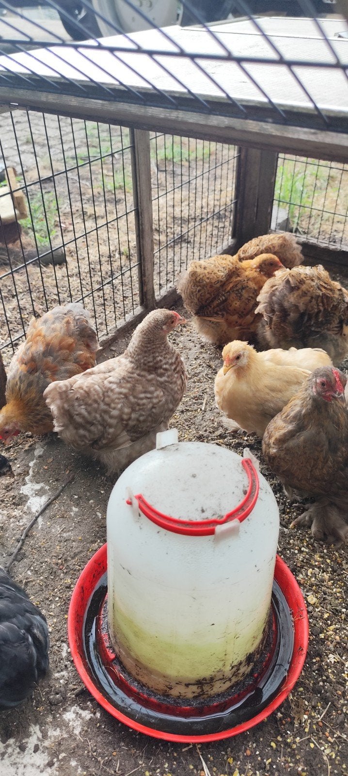 Kippen en hanen Brahma, Cochin kriel, Ayam Cemani, Koekoek, Dieren en Toebehoren, Pluimvee, Meerdere dieren, Kip