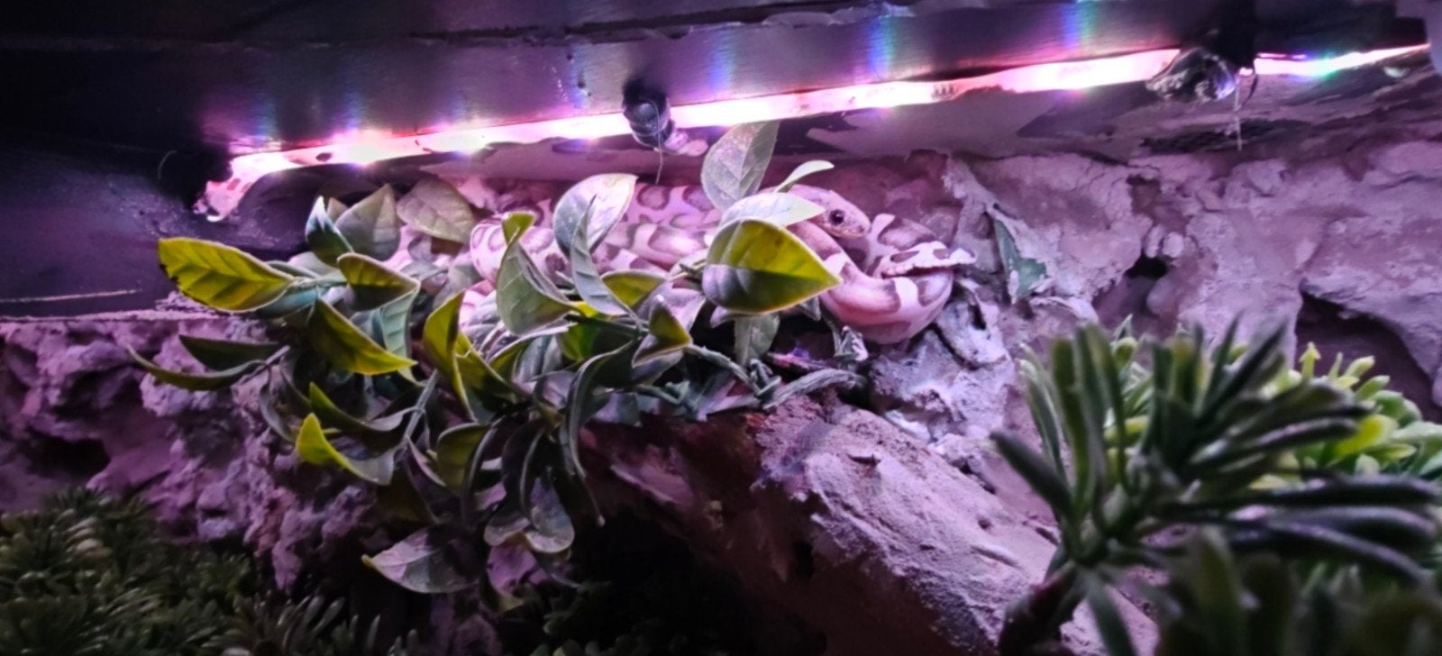 korenslang scaleless anery, Serpent, Domestique, 0 à 2 ans