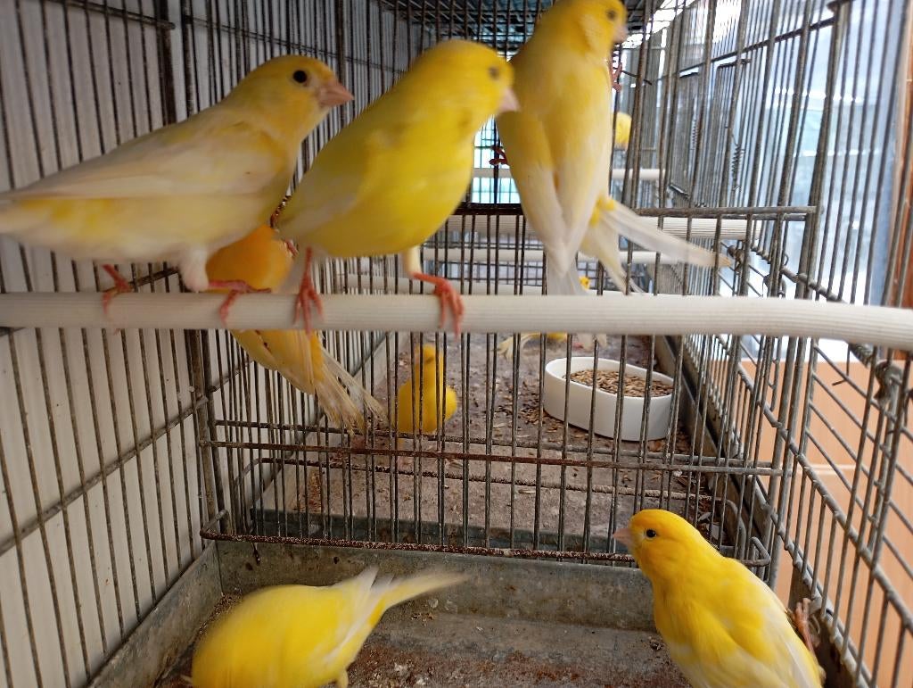 kanarie mannen, Dieren en Toebehoren, Vogels | Kanaries, Meerdere dieren, Zangkanarie