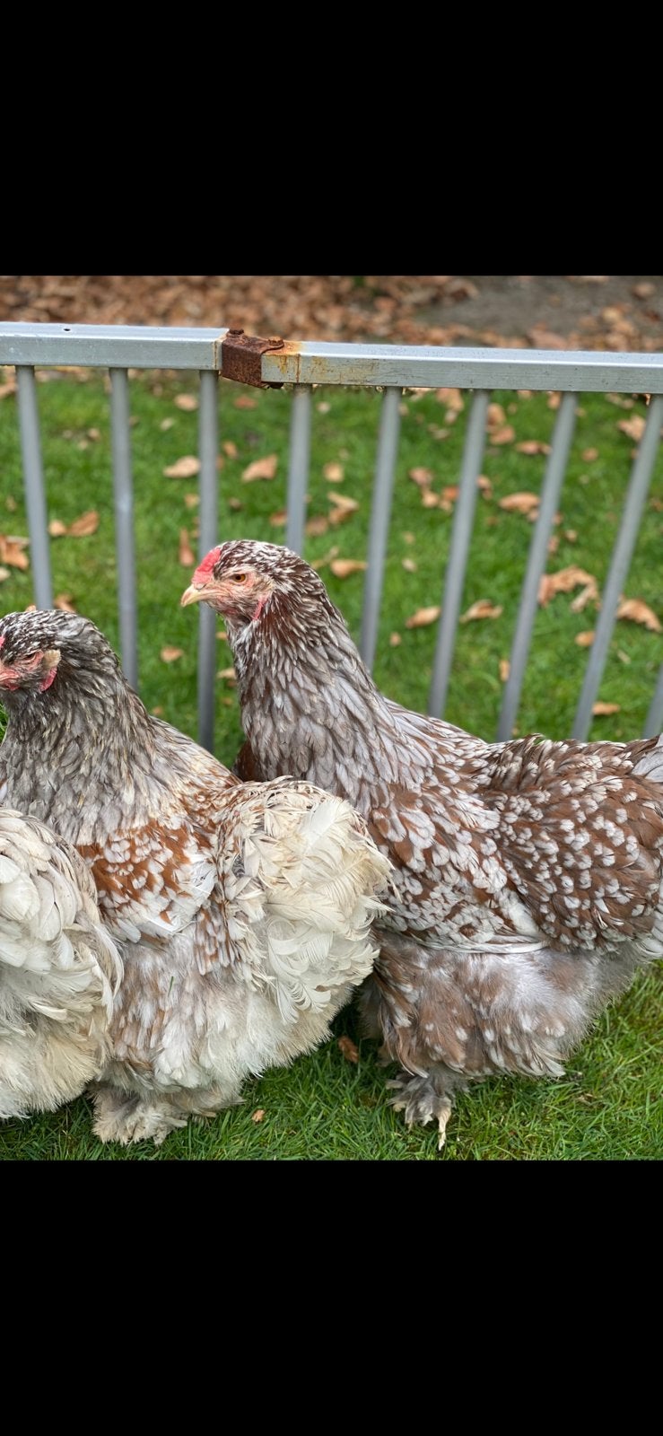 Eendagskuikens, Dieren en Toebehoren, Pluimvee