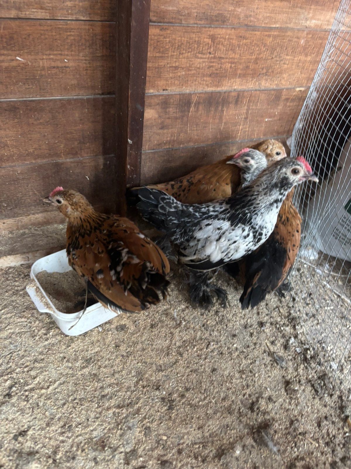 sabelpoot kriel kuikens, Plusieurs animaux, Poule ou poulet