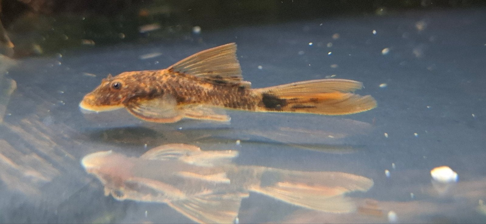 LDA16 Longfin ancistrus pleco / algeneter

Mooie en moeilijk, Dieren en Toebehoren, Vis, Zoetwatervis