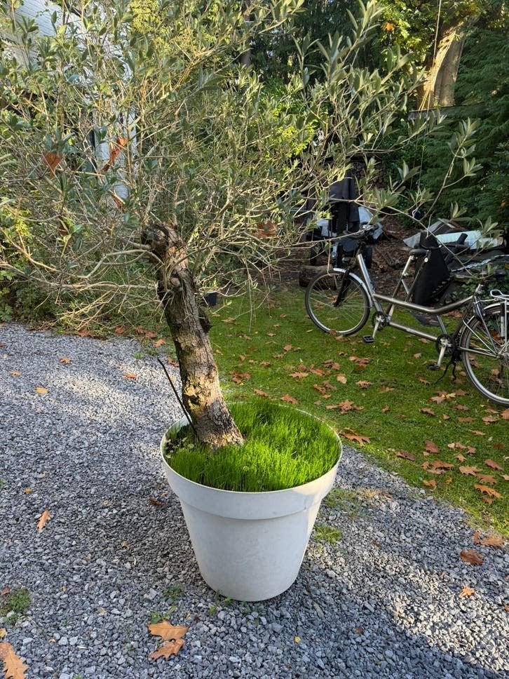 Olijfboom, Tuin en Terras, Herfst, 100 tot 250 cm, Olijfboom, Ophalen