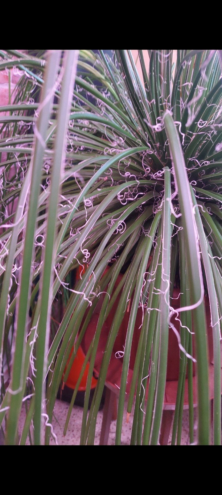 agave geminiflora, Ophalen, Zomer