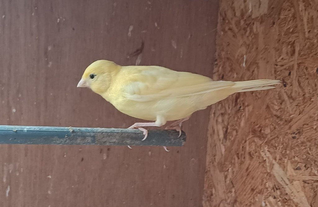 3 jonge kanaries, Dieren en Toebehoren, Meerdere dieren, Zangkanarie