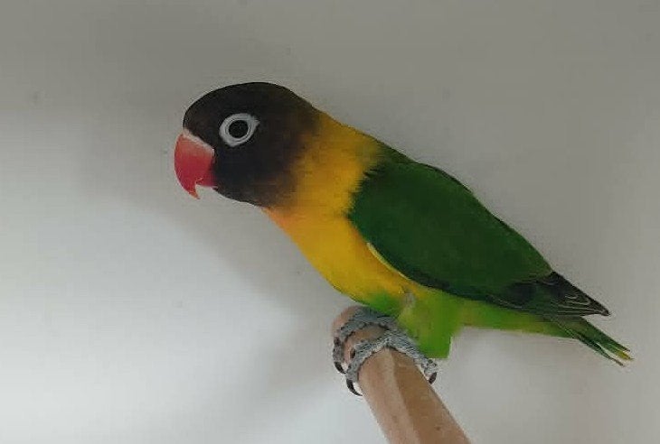 Personata MAN (DNA attest), Dieren en Toebehoren, Mannelijk, Dwergpapegaai of Agapornis, Geringd
