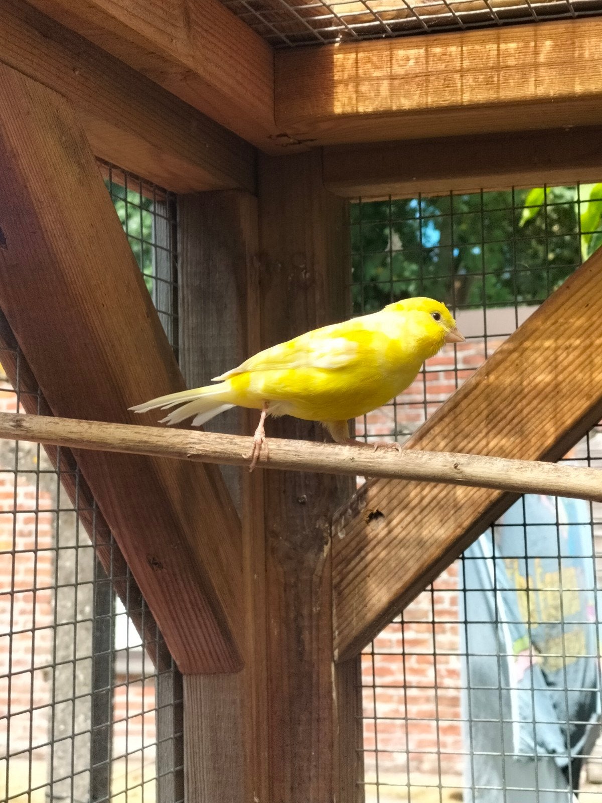 jonge kanaries, Dieren en Toebehoren, Meerdere dieren