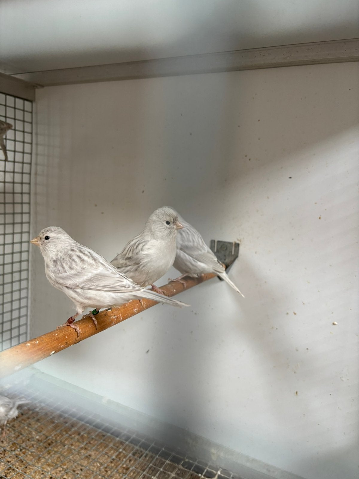Wit en geel opaal, Dieren en Toebehoren, Meerdere dieren, Kleurkanarie
