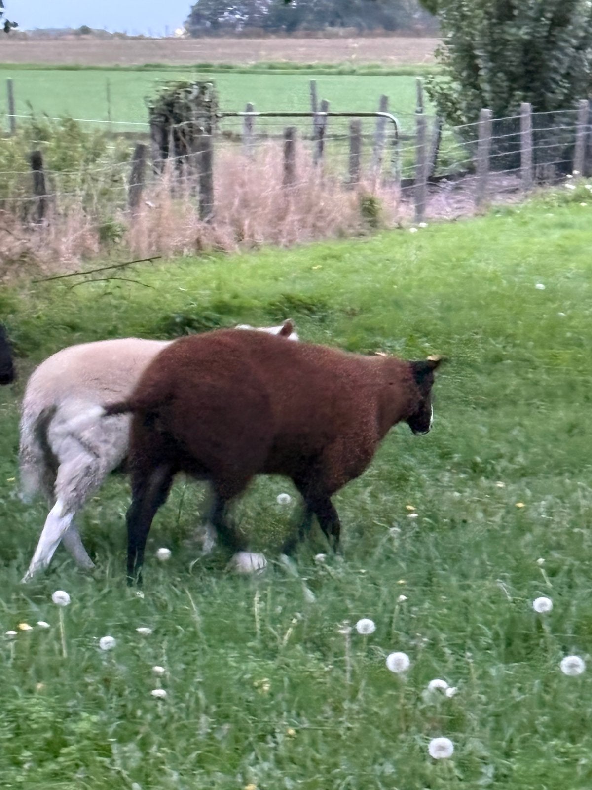 Zwartbles dekbok, Mâle, Mouton, 0 à 2 ans