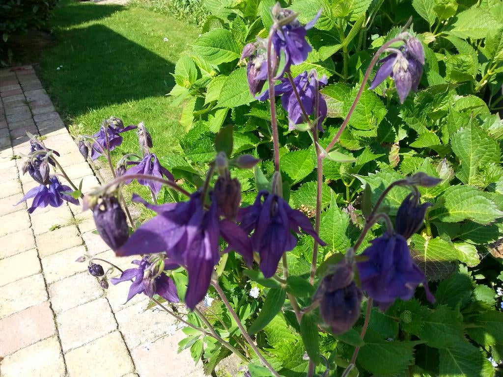 Plantes vivaces à vendre, Enlèvement, Autres espèces