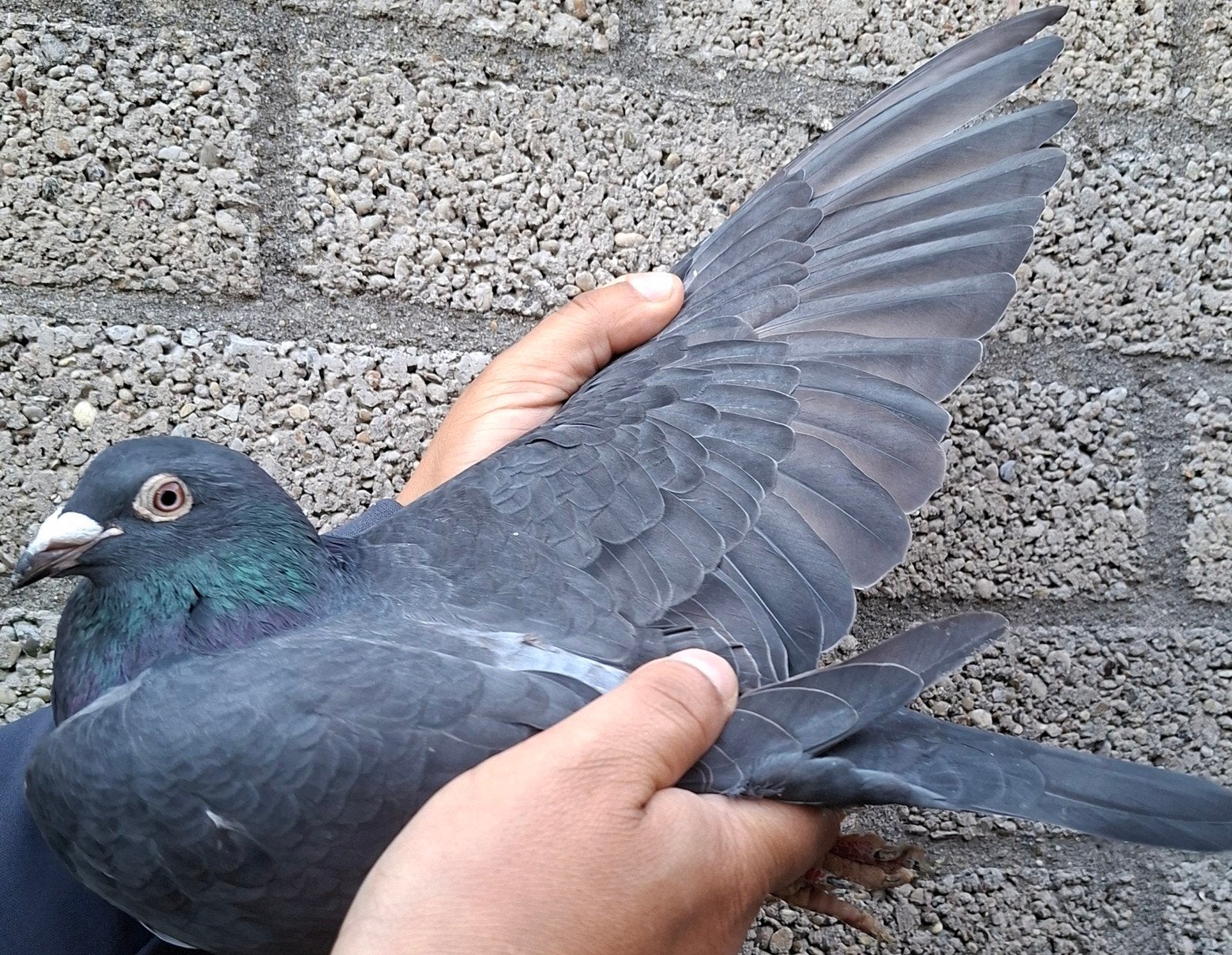 Pigeon de course « ZORRO » /"JILL », Animaux & Accessoires, Pigeon voyageur