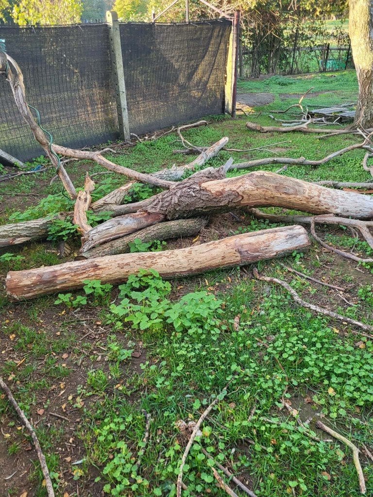 Bois de chauffage (50euros pour tout), Jardin & Terrasse, 3 à 6 m³, Enlèvement, Autres essences de bois, Troncs d'arbres