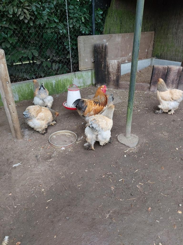 Brama broed eieren, Dieren en Toebehoren, Pluimvee
