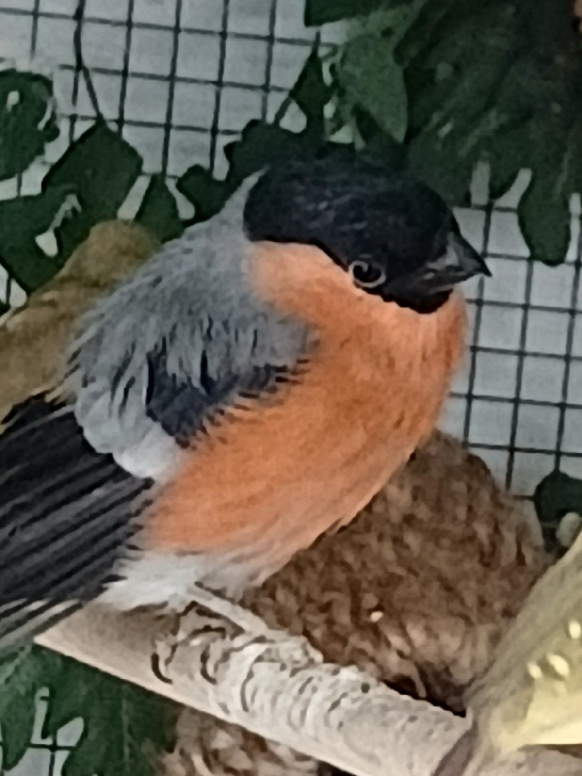 Noordse goudvink, Dieren en Toebehoren, Vogels | Overige Vogels