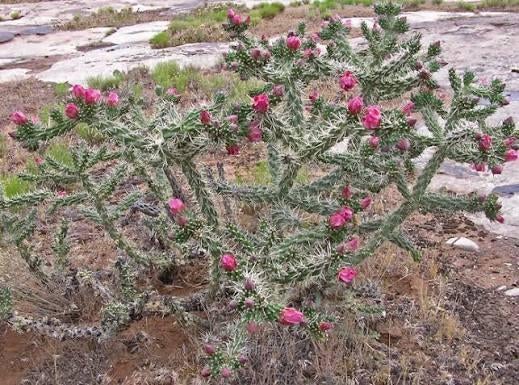 Cylindropuntia imbricata. Winterharde cactus., Tuin en Terras, Planten | Tuinplanten, Ophalen