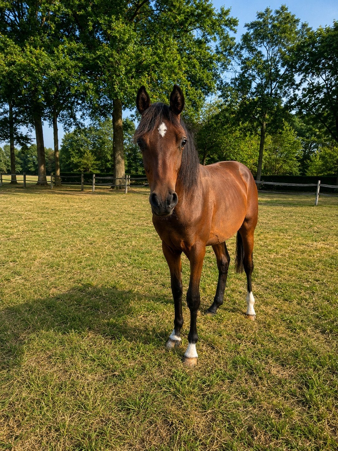 Beau poulain de 1,5 ans à vendre/Étalon, Animaux & Accessoires, Chevaux, Étalon, Non dressé