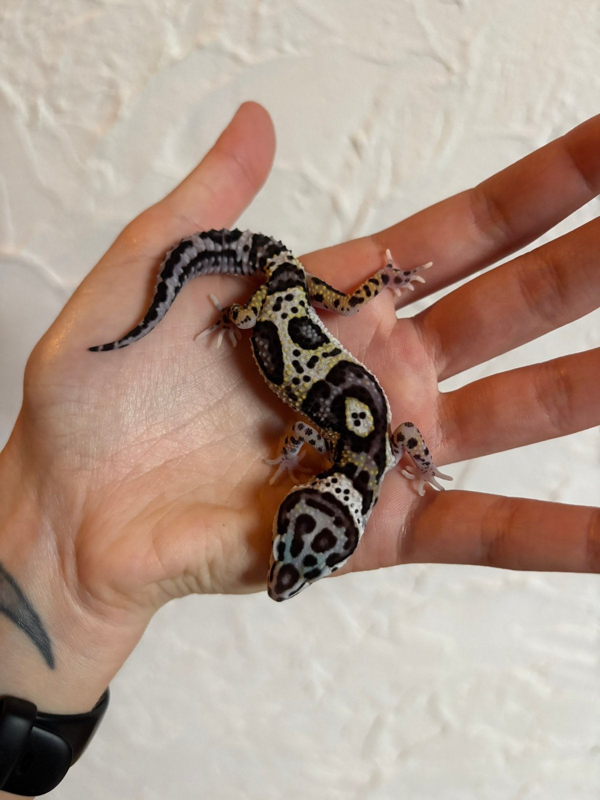 Mack snow luipaardgekko vrouw, Animaux & Accessoires, Reptiles & Amphibiens, Lézard, Domestique, 0 à 2 ans