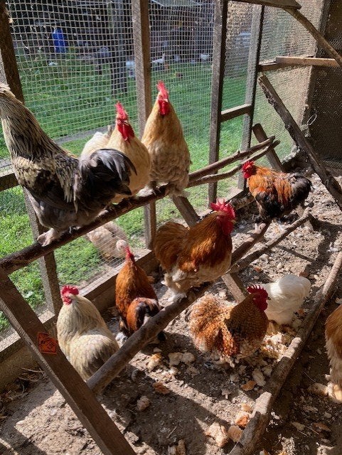cochin haantjes, Dieren en Toebehoren, Pluimvee, Mannelijk, Kip