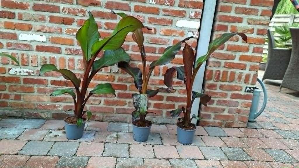 rode bananenplanten (maurellie), Enlèvement