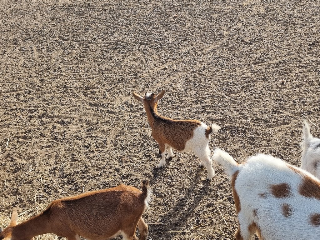 Dwerggeitjes, Plusieurs animaux, Chèvre, 0 à 2 ans