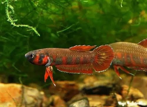 Bettas rubras aquarium