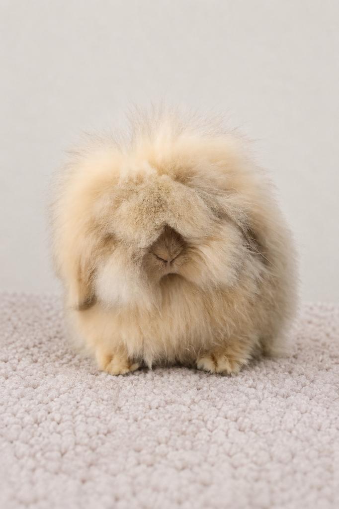 Miniatuur lion lop, Dieren en Toebehoren, Konijnen