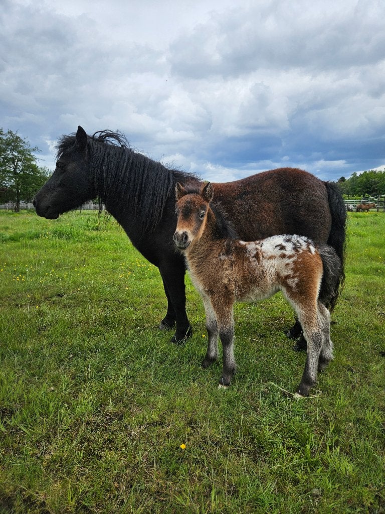 2 grote stamboekmerries met appaloosaveulens, Dieren en Toebehoren, Merrie, Met stamboom, A pony (tot 1.17m), 7 tot 10 jaar