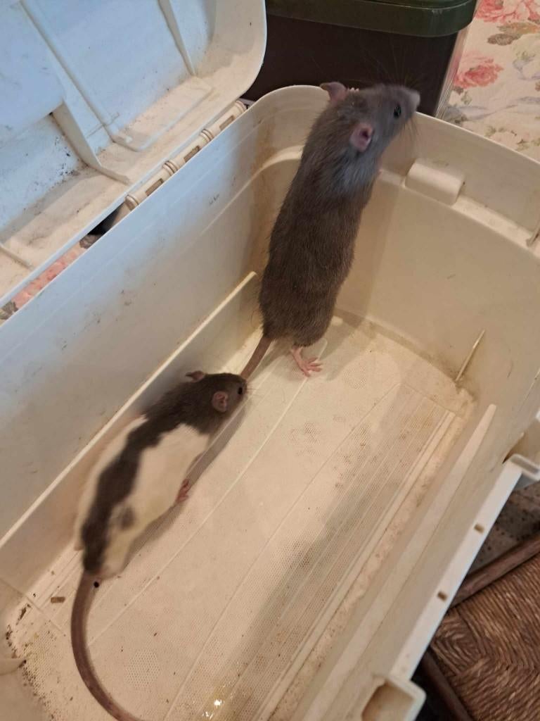 rat, Dieren en Toebehoren, Knaagdieren, Rat, Januari, Meerdere dieren, Tam