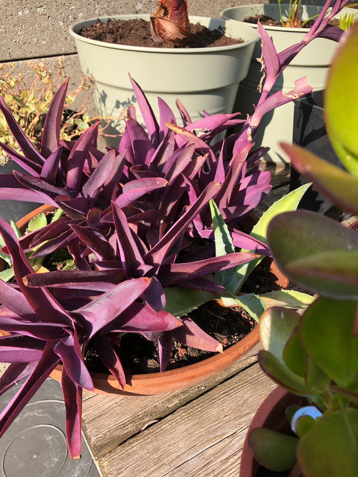 Tradescantias zebrina / pallida, Ophalen