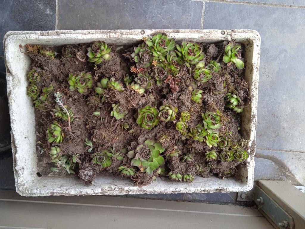 Bak met vetplantjes, Jardin & Terrasse, Plantes | Jardin, Autres espèces, Ne fleurit pas, Plein soleil, Enlèvement