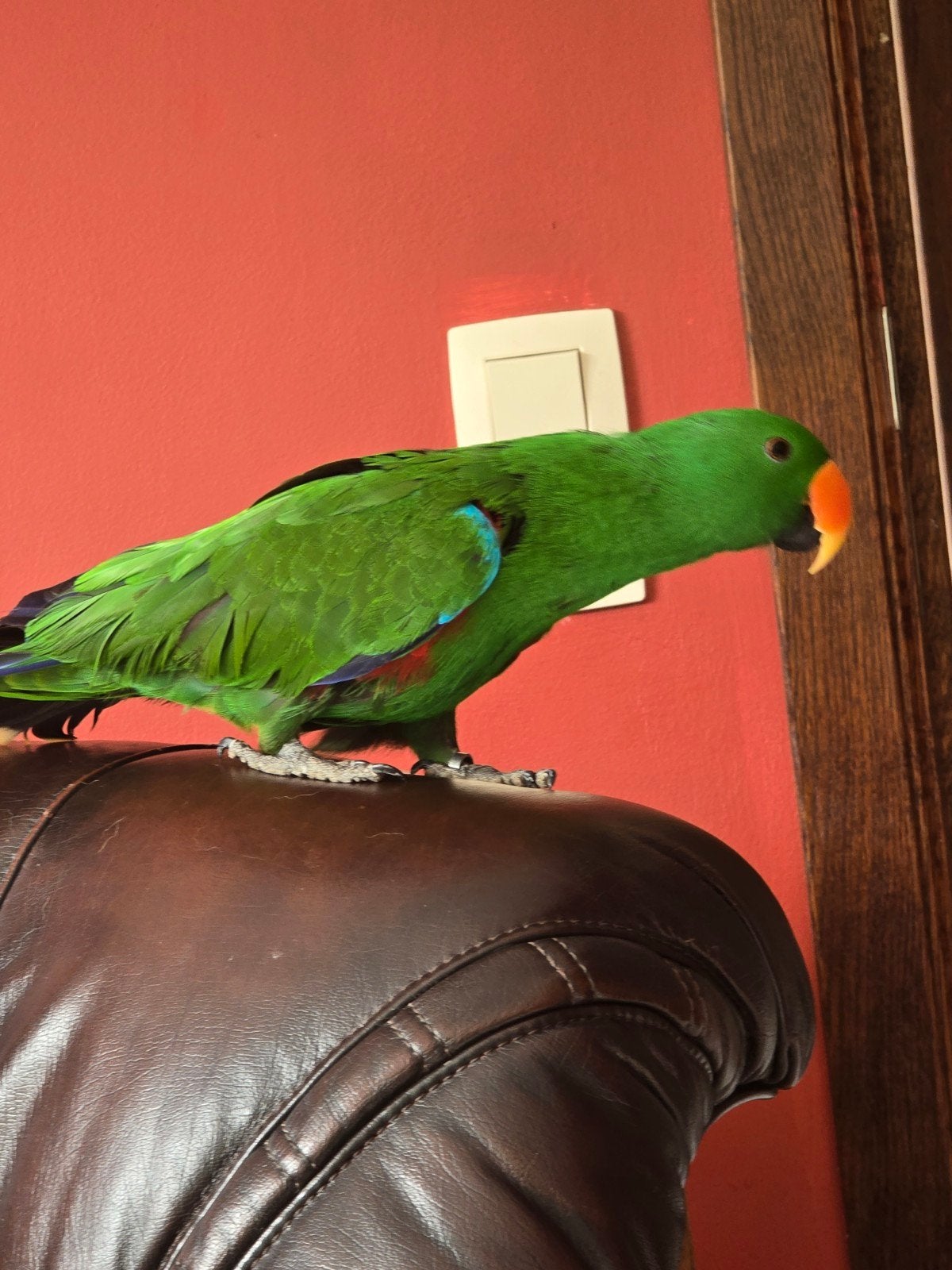 magnifique eclectus eam de 2 ans