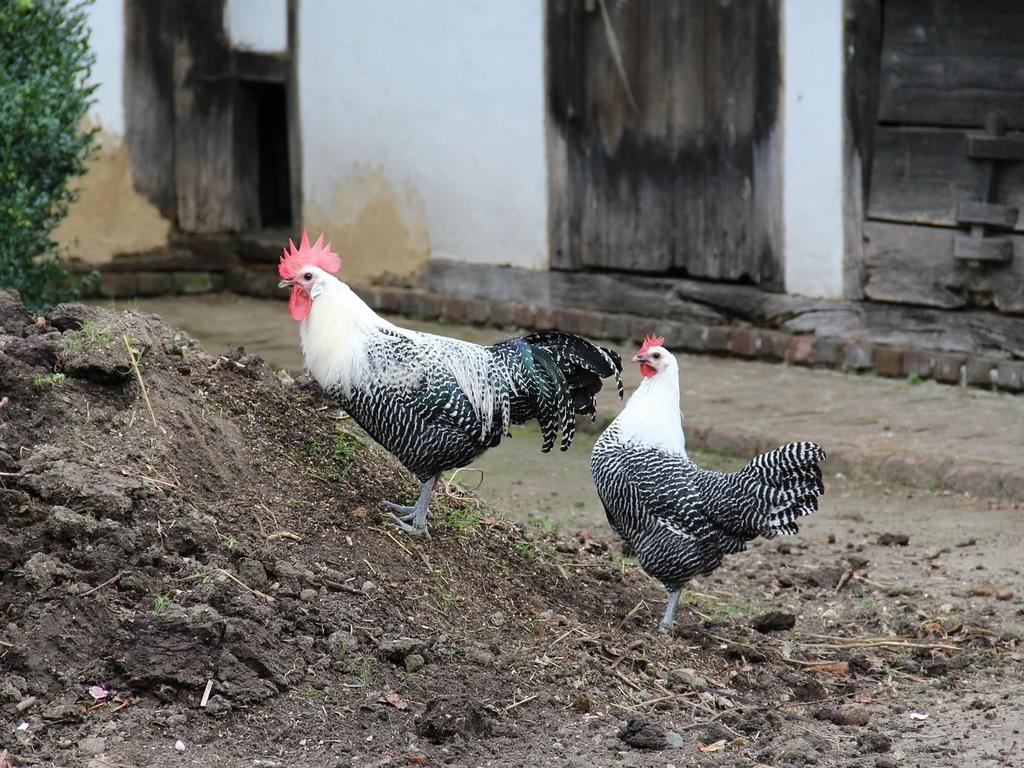 Zilverbrakel broedeieren, Dieren en Toebehoren, Pluimvee