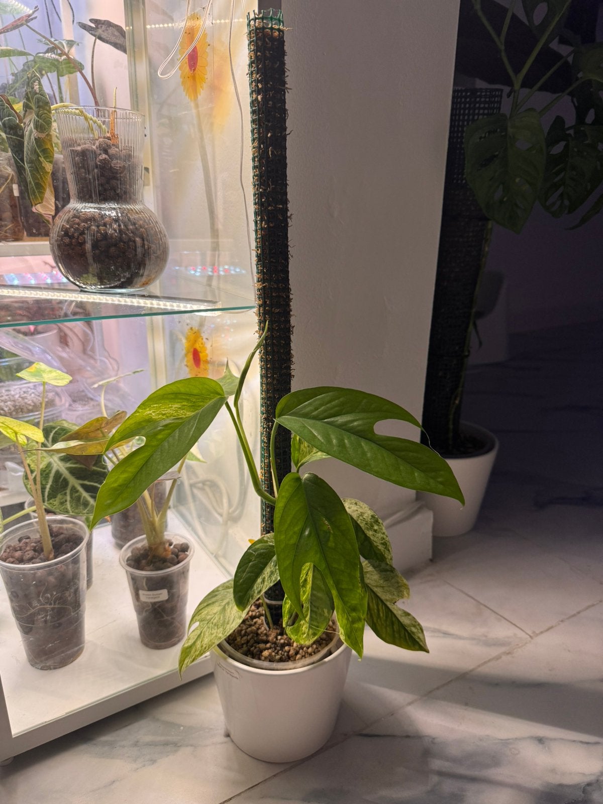 Epipremnum Marble Variegata te koop, Enlèvement
