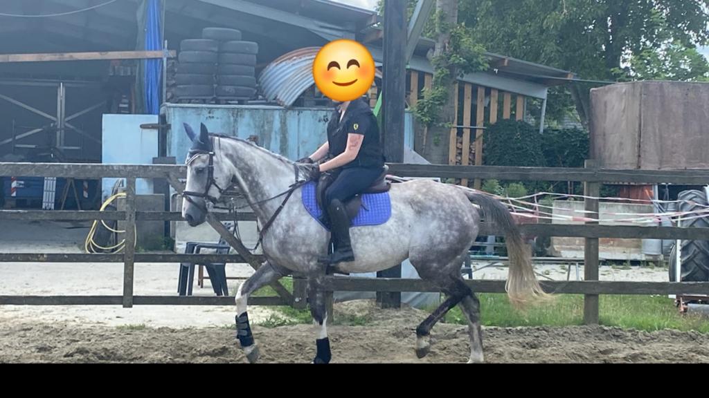 7 jarige merrie, met stamboom, Avec pedigree, B, 165 à 170 cm, Cheval de récréation