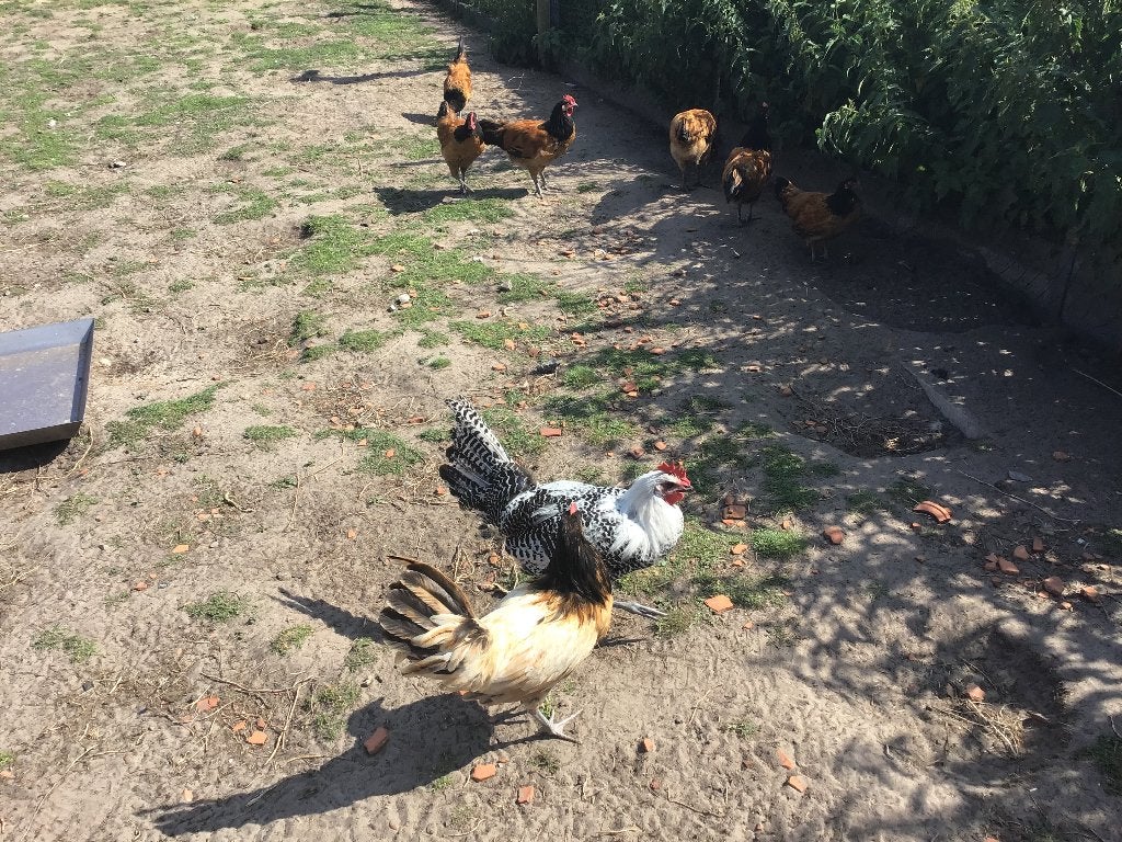 Mooie jonge Zilverbrakel haan, Dieren en Toebehoren, Pluimvee, Mannelijk, Kip